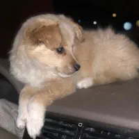 سگ پامر|سگ|لامرد, |دیوار