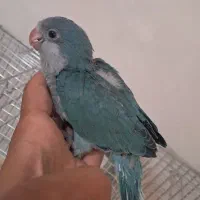 خری د وو شاه طوطی کاسکو ملنگو|پرنده|تهران, هلال احمر|دیوار