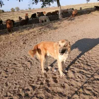 یک سگ گله سن یک سال