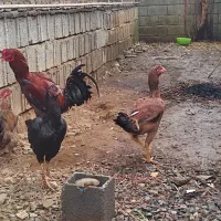 خروس مرغ لاری ....|حیوانات مزرعه|سیاهکل, |دیوار