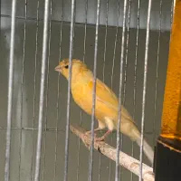 قناری نر مست بخون معاوضه با ماده هم‌دارم