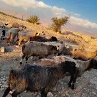 فروش 18 راس شیشک میش ابستن و بره دار|حیوانات مزرعه|کازرون, |دیوار