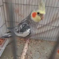 عروس هلندی|پرنده|ری, بی‌بی شهر بانو|دیوار