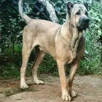 سرابی قره باش هیولا