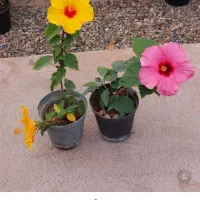 ۱۰۰ برای کاسبی