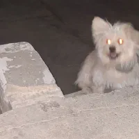 سگ پاپی|سگ|اصفهان, بهارستان|دیوار