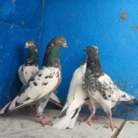 ده جفت انواع کبوتر پاکستانی