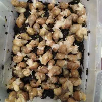 پیش مولد و جوجه حلزون آلبینو تک و تعداد +هدیه