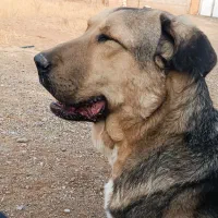 سگ عراقی مخصوص نگهبانی