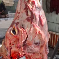 کله گوساله و پاچه و سیرابی