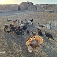 تعدادی غاز وبوقلمون|حیوانات مزرعه|قم, نیروگاه|دیوار