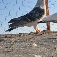 حیوون درجه یک