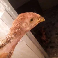 جوجه لاری