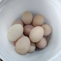 تخم مرغ نطفه دار محلی