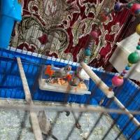 چهار عدد فنچ سالم و سرحال همراه با قفس