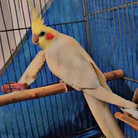 یک جفت عروس هلندی سالم و سرحال|پرنده|چناران, |دیوار