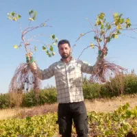 نهال انگور همه رقم|خدمات باغبانی و درختکاری|ملایر, |دیوار