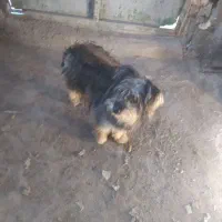 فروشی|سگ|میناب, |دیوار