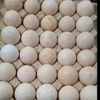 تخم بوغلمون نطفه دار