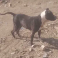 سگ پیتبول|سگ|قزوین, |دیوار