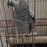سلام‌کاسکو پر صحبت پر کلام نر گردن کلفت ۸۰ کلام