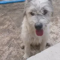 واگذاری|سگ|وحیدیه, |دیوار