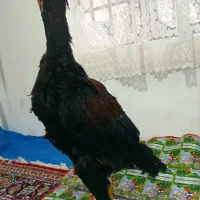 مرغ و جوجه خروس لاری|حیوانات مزرعه|کرمانشاه, |دیوار