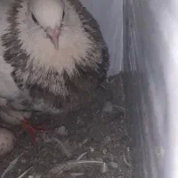 طوقی ۶ دانگ|پرنده|چالوس, |دیوار