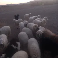 بره نر و ماده مناسب داشت و پرواری و کشتن|حیوانات مزرعه|جلگه ماژان, |دیوار