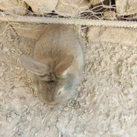 بچه خرگوش|موش و خرگوش|خمک, |دیوار