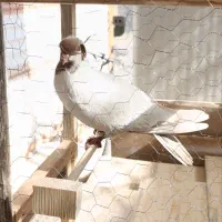 کبوتر کاکولی|پرنده|قزوین, |دیوار