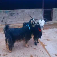 یه جفت بز روزگاری|حیوانات مزرعه|ایذه, |دیوار