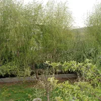 اجاره روزانه/هفتگی/ماهانه ویلا ۹۰۰ متری|اجارهٔ کوتاه‌مدت ویلا و باغ|بروجرد, |دیوار