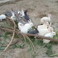 خرگوش