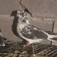 کبوتر|پرنده|لوشان, |دیوار