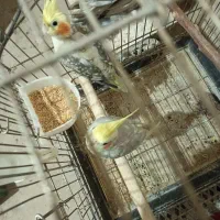 عروس هلندی لوتینو گل باقالی جوجه و مولد|پرنده|قزوین, |دیوار