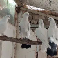 کبوتر  ، جوجه خروس