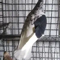 سرور چاپی عتیقه