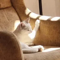 گربه خانگی جنس نر عقیم نشده سفید یکدست