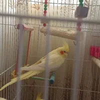 عروس هلندی بالغ