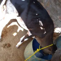 گوساله|حیوانات مزرعه|مسجد سلیمان, |دیوار