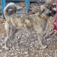 توله سگ افغان|سگ|کرمان, |دیوار