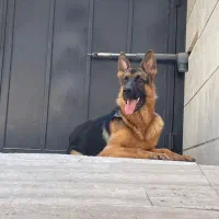 سگ ژرمن شپرد