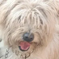 واگذاری سگ شیتزو