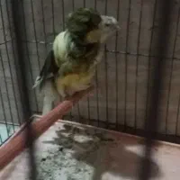قناری فر