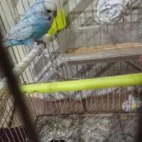 مرغ عشق نر بالغ|پرنده|جالق, |دیوار