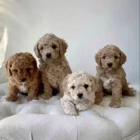 توله‌های پودل عروسکی|سگ|شیراز, دکتر حسابی|دیوار