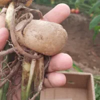 زاموفیلیا بصورت ریشه/حسن رحمانی|گل و گیاه طبیعی|قائن, |دیوار