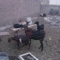 بز مور سیاه