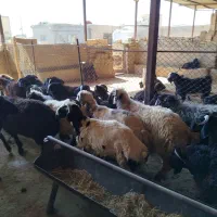 گوشت کهره و بره